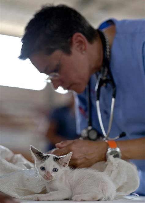 Kitten Veterinarian Feline Doctor Fur Cat Kitty Man Medical