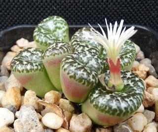 Conophytum Obcordellum Planting Succulents Lithops Purple Plants