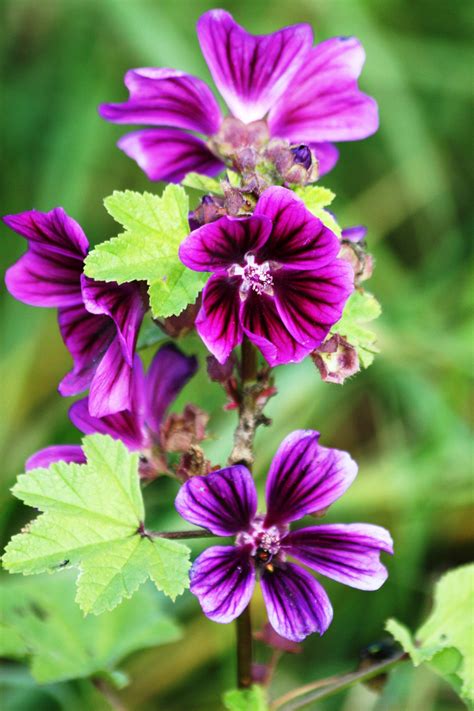 Kostenlose foto Natur blühen Blume lila Blütenblatt Botanik