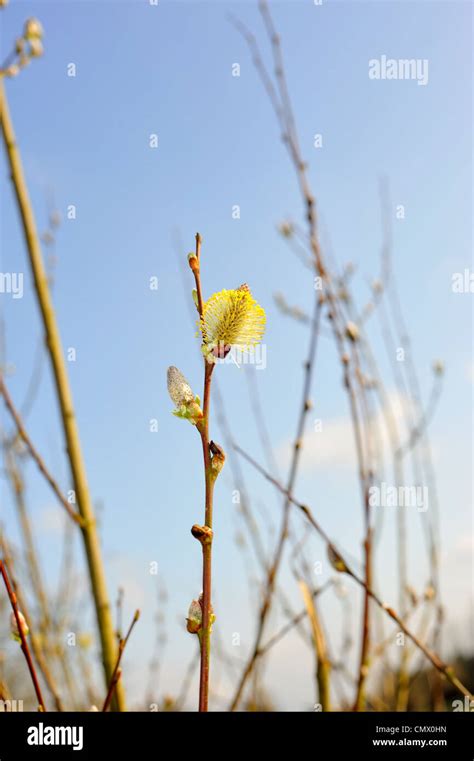 Spring Buds Pussy Willow Stock Photo Alamy