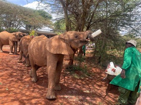 Nairobi Orfanotrofio Degli Elefanti Giraffe Center E Karen Blixen