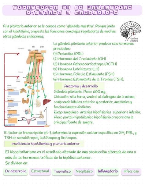 Trastornos De La Pituitaria Diana Marroquin Udocz