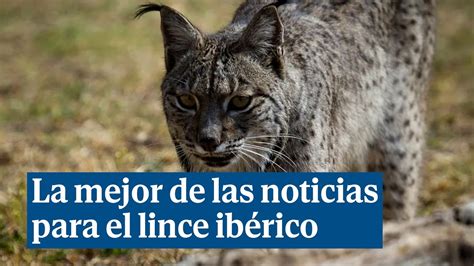 El lince ibérico deja de estar en peligro de extinción YouTube