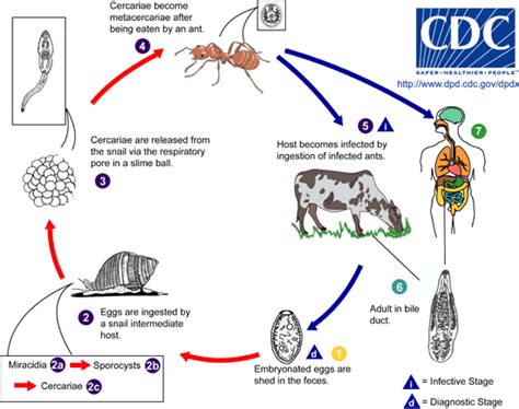 Ciclo De Vida Dos Platelmintos - Los platelmintos: características y clasificación | Ciencia y Biología