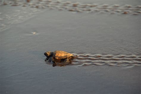 Velas And The Olive Ridley Turtle Festival A Must Do Trip Off The