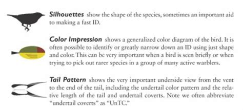 The Ultimate Warbler Field Identification Guide