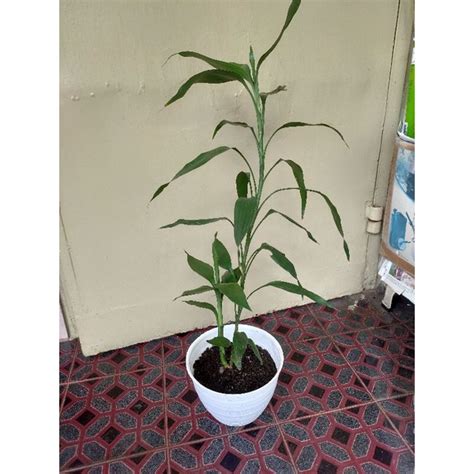 Jual Tanaman Hias Bambu Rezeki Lucky Bamboo Bambu Hoki Keberuntungan