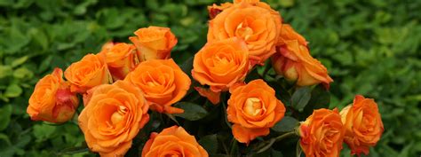 Orange Roses wallpaper | 3200x1200 | #66545