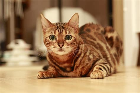 Cat Bengal Baby - Free photo on Pixabay