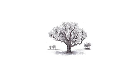 Tree sketch, artwork, drawing, HD wallpaper | Peakpx