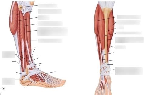 Muscles Of The Anterolateral Aspect Of The Right Leg Diagram Quizlet