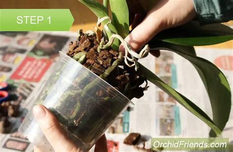 How To Repot An Orchid Complete Beginner Step By Step Guide