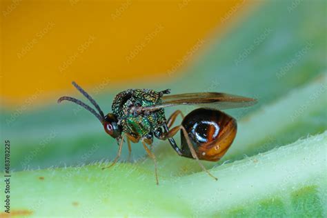 Parasitic Hymenoptera of the family Eucharitidae - Stilbula cyniformis. The larvae of this wasp ...