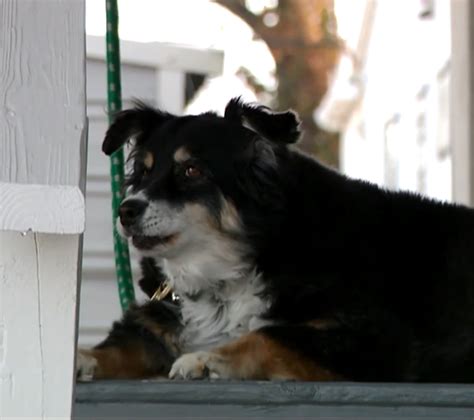 Cachorrinha Ganha Heran A Milion Ria Nos Estados Unidos Veja S O Paulo