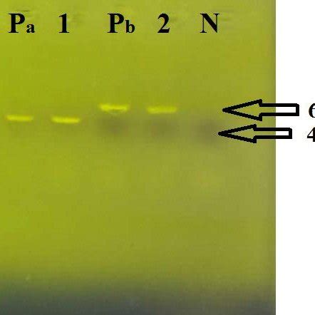 Cytotoxicity And Neutralization Assay Of Purified C Difficile Toxin B