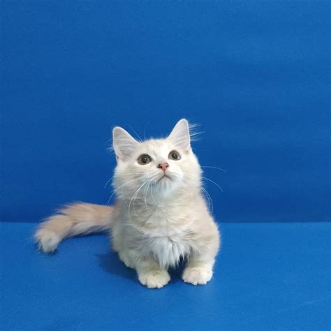 Cara Ternak Kucing Munchkin Dengan Kesehatan Optimal | Info Hewan