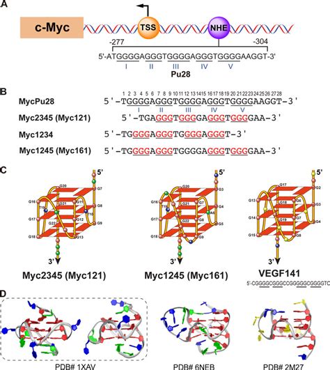 A Human C Myc Gene Promoter B Myc Promoter G Quadruplex Forming