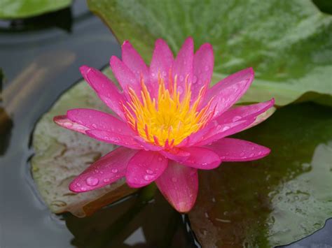 Nymphaea Munchusa HxT ISG Water Lily Thailand 001