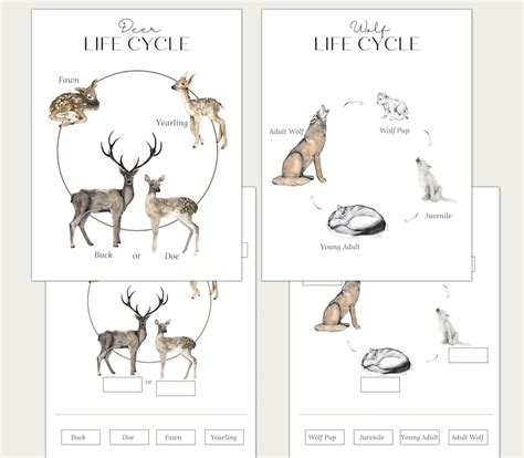 WINTER FOREST ANIMALS Unit Study Anatomy Nature Study - Etsy