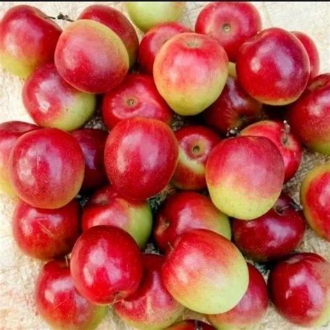 Full Sun Exposure Red Sundari Apple Ber Plant For Fruits At Rs