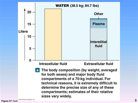 3 Major Body Fluid Compartments Minewrap