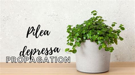 Pilea depressa Plant Care & Propagation ( Complete Guide)