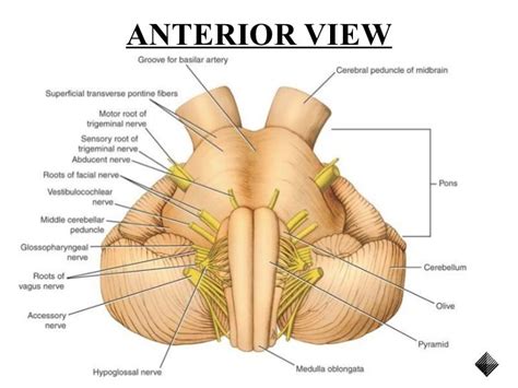 An Image Of The Anatomy Of The Human Heart And Its Major Vessels