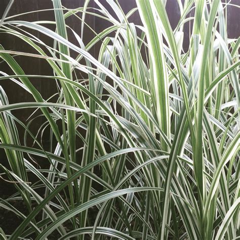 Variegated Grass Bushes And Shrubs White Gardens Front Garden