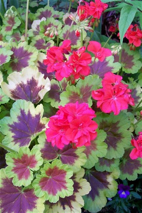 Fancy Leaf Geranium Grows On You