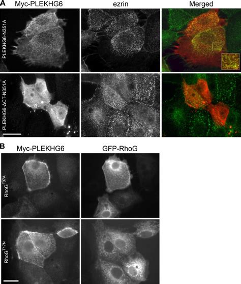 Interaction Of Ezrin With The Novel Guanine Nucleotide Exchange Factor