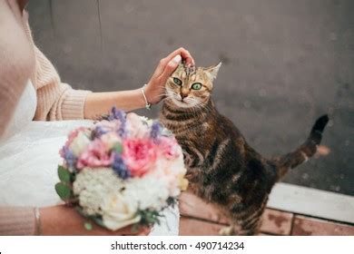 Cat Bride Images Stock Photos D Objects Vectors Shutterstock