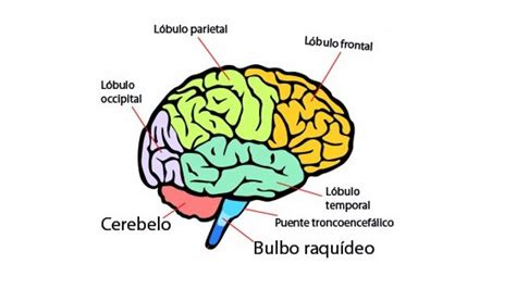 Desarrollo Del Cerebro Mind Map Nbkomputer