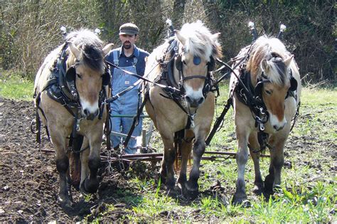 LittleField Notes: Making Your Horses Work For You Part 1 - Small ...