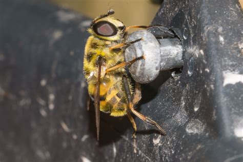 Totenkopfschwebfliege Myathropa Florea Totenkopfschw Flickr