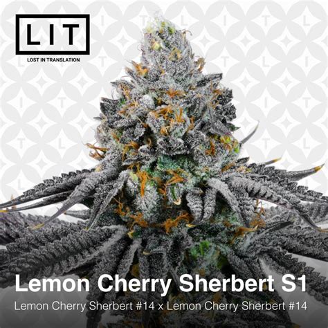 Lemon Cherry Sherbert S1 Pack Banditz Seed Bank