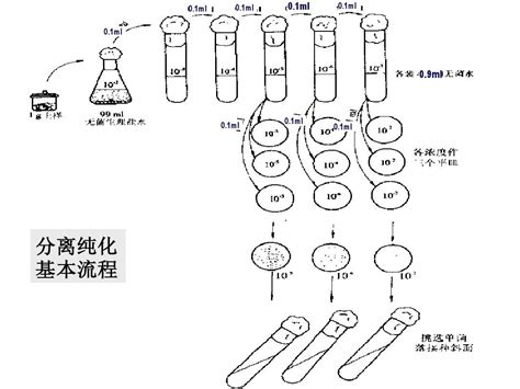 微生物的分离纯化word文档在线阅读与下载免费文档