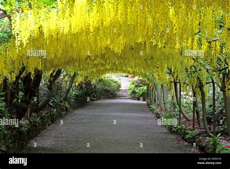 Bodnant laburnum arch hi-res stock photography and images - Alamy