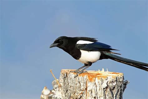 Download A captivating meeting of magpies and crows perched on branches ...