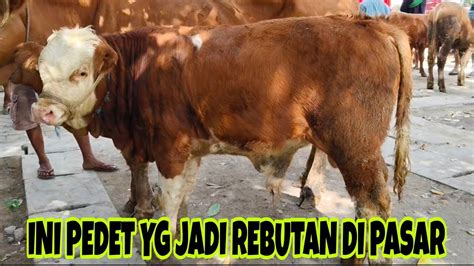 Simental Juta Pedet Jantan Super Calon Jumbo Pasar Rogojampi