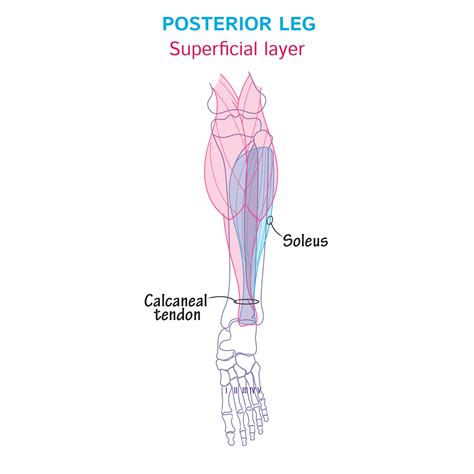 Gross Anatomy Glossary Muscles Of The Leg Images Ditki Medical