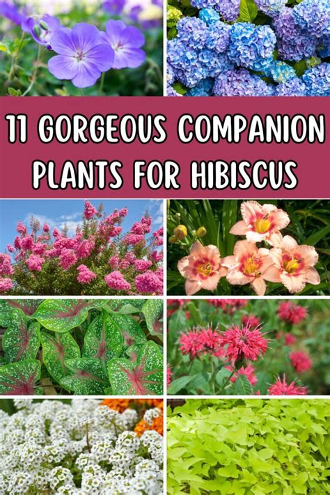 11 Gorgeous Companion Plants For Hibiscus