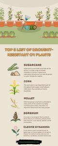 C4 Plants Examples: The Ultimate Photosynthesizers (With Pictures) - The Gardeners World