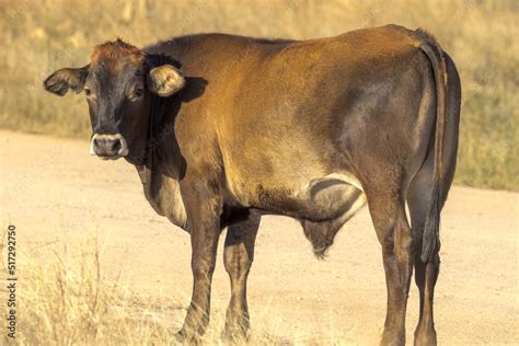 Brahman Cow in Queensland Australia Stock Photo | Adobe Stock