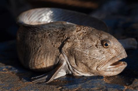 Atlantic Wolffish Pair