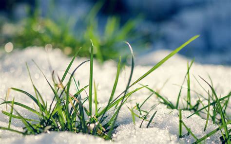 Wallpaper Water Nature Branch Green Frost Leaf Flower Flora Meadow Lawn Close Up