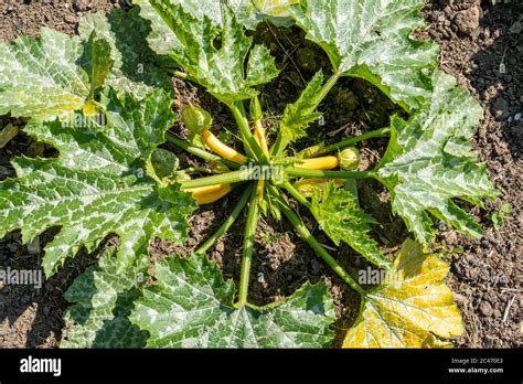 Courgette Golden Zucchini Plants Growing In A Vegetable Garden During