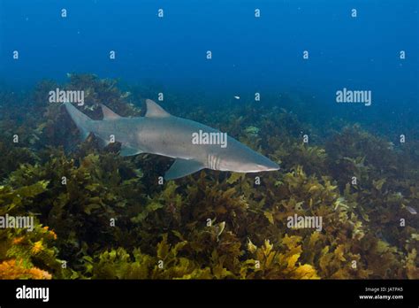 Grey Nurse Shark Hi Res Stock Photography And Images Alamy