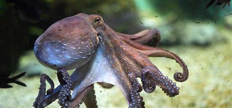 Freshwater Octopus Pet