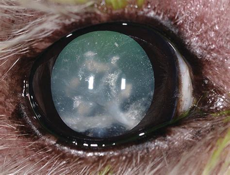 Canine Cataracts, Lens Luxations, and Surgery | Veterian Key