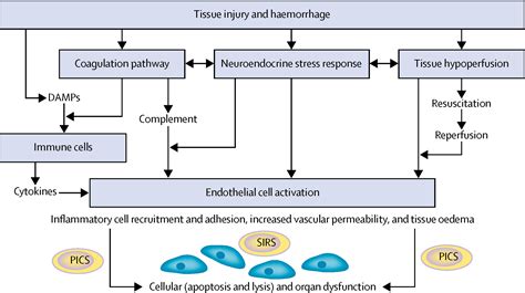 The Systemic Immune Response To Trauma An Overview Of Pathophysiology And Treatment The Lancet